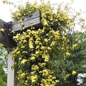 Winter Jasmine